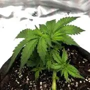 [NL Auto] There was a crooked plant