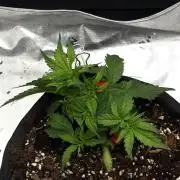 [NL Auto] There was a crooked plant