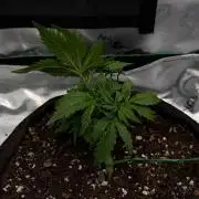 [NL Auto] There was a crooked plant