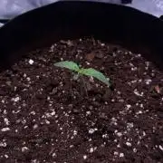 There was a crooked plant