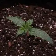 There was a crooked plant