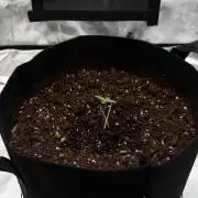There was a crooked plant