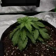 [NL Auto] There was a crooked plant