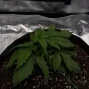 [NL Auto] There was a crooked plant