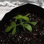 [NL Auto] There was a crooked plant