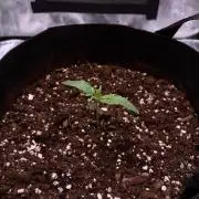 There was a crooked plant