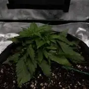 [NL Auto] There was a crooked plant
