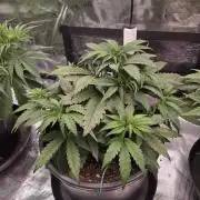 mostly stoned mainer