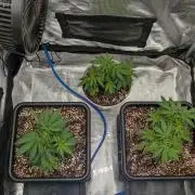 Critical Orange Punch clones Autopot