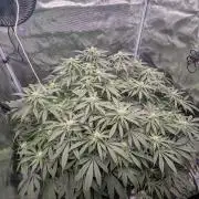 Critical Orange Punch (DWC)