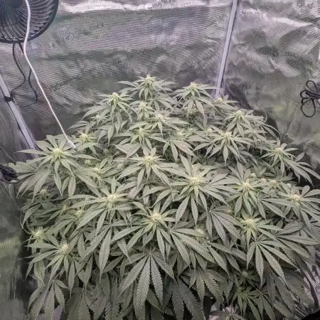 Critical Orange Punch (DWC)