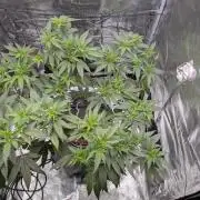 Critical Orange Punch (DWC)