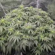 Critical Orange Punch (DWC)