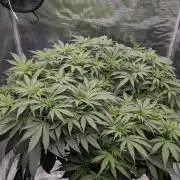 Critical Orange Punch (DWC)