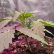 First Grow