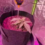 First Grow