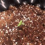 1stGrow