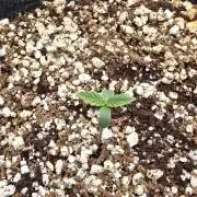 Skywalker Haze Auto - Coco Autopot