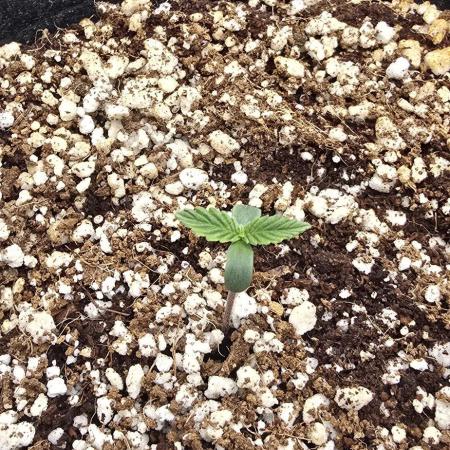 Skywalker Haze Auto - Coco Autopot