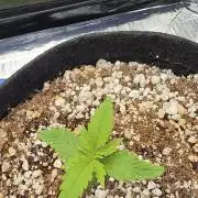 Skywalker Haze Auto - Coco Autopot