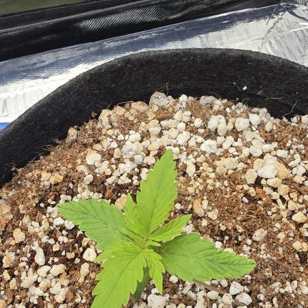 Skywalker Haze Auto - Coco Autopot