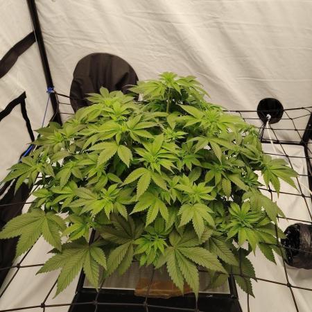 Blue gelato 41 Barney's farm