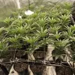 Cirrostratus Genetics 