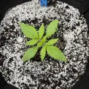 Nooby Fastberry Auto