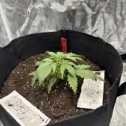 Nooby Cheese Auto