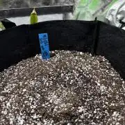 Nooby Fastberry Auto