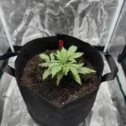 Nooby Cheese Auto