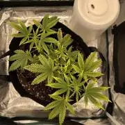 Nooby Cheese Auto