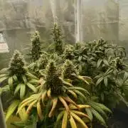 3 black domina feminizada