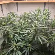 Chedz