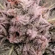 Deepwater cherry 🍒