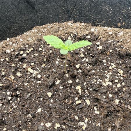 A wheelchair-grower‘s 1st try…