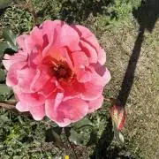Mountans garden