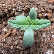 Barneys Farm Autos