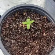 Super silver haze
