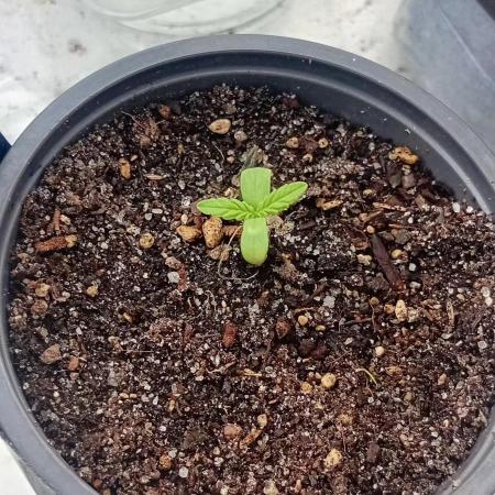 Super silver haze