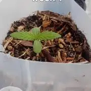 Blue amnesia freebie