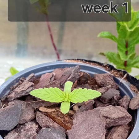 Super silver haze