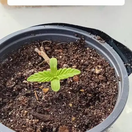 Super silver haze