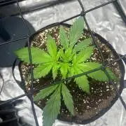 Strain of Kong