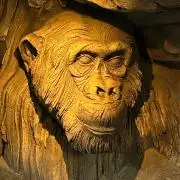 Strain of Kong