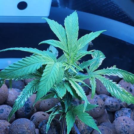 Pink Island Cherry Monster Crop