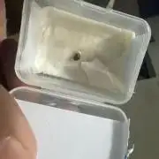 White runtz in soil