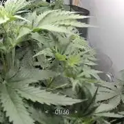 Hands off grow