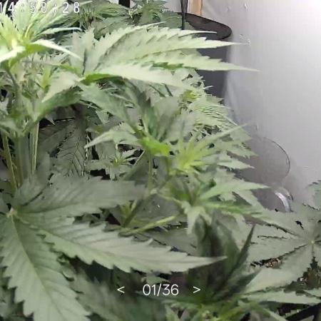 Hands off grow