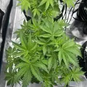 Mi primer cultivo